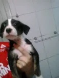 Cebolinha