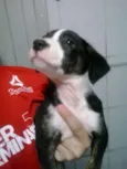 Cebolinha 