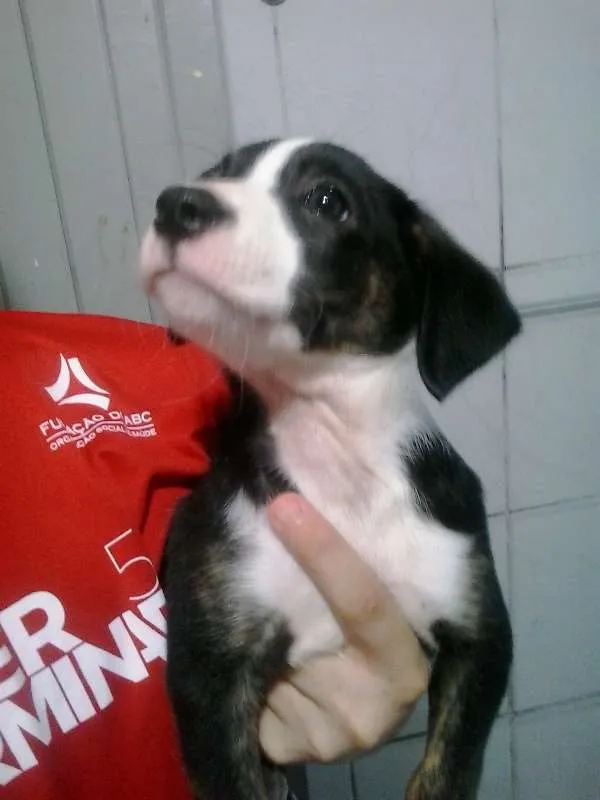 Cachorro ra a vira lata  idade Abaixo de 2 meses nome Cebolinha 