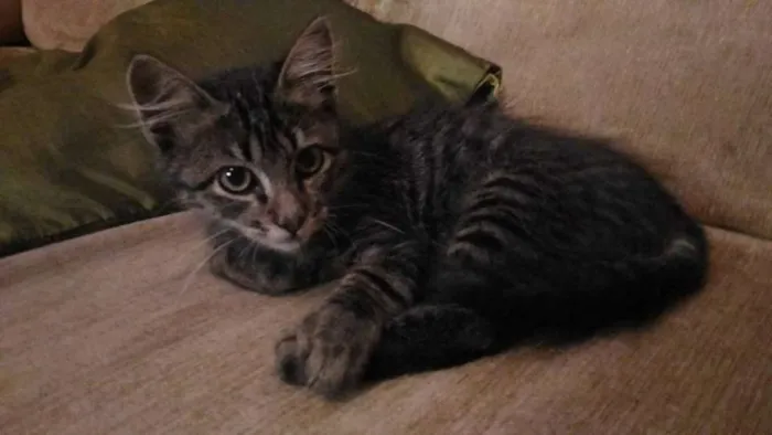 Gato ra a SRD idade 2 a 6 meses nome Snarf