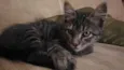 Snarf