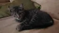 Snarf
