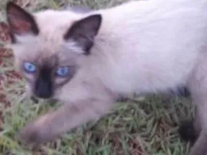 Gato raça Siamês idade Abaixo de 2 meses nome Sem nome