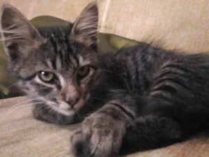 Gato raça SRD idade 2 a 6 meses nome Snarf