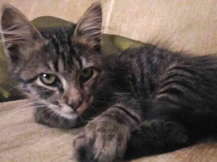 Gato ra a SRD idade 2 a 6 meses nome Snarf