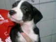 Cebolinha 