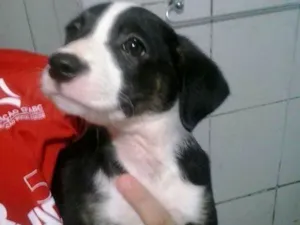 Cachorro raça vira lata  idade Abaixo de 2 meses nome Cebolinha 
