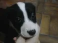 Cebolinha 
