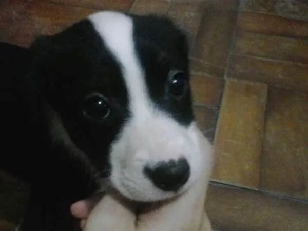 Cachorro ra a vira lata  idade Abaixo de 2 meses nome Cebolinha 