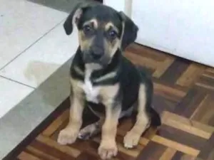Cachorro raça Vira lata com rotweiler idade 2 a 6 meses nome Kian