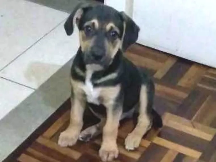 Cachorro ra a Vira lata com rotweiler idade 2 a 6 meses nome Kian
