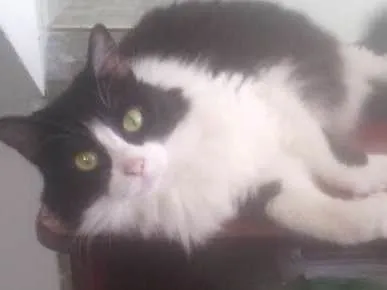 Gato ra a  idade 2 anos nome Shiva