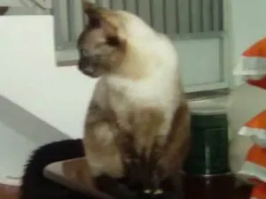 Gato raça  idade 2 anos nome Cristal