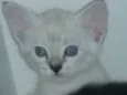 Adotados