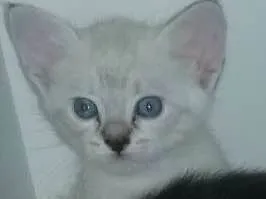 Gato raça  idade Abaixo de 2 meses nome Adotados