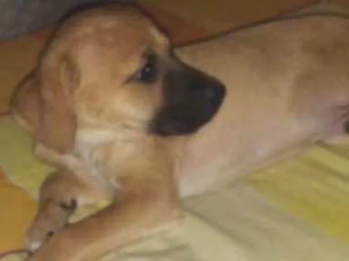 Cachorro ra a SRD  idade 2 a 6 meses nome Filhote( Marlon )