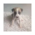 Mel
