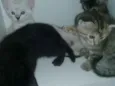 Adotados