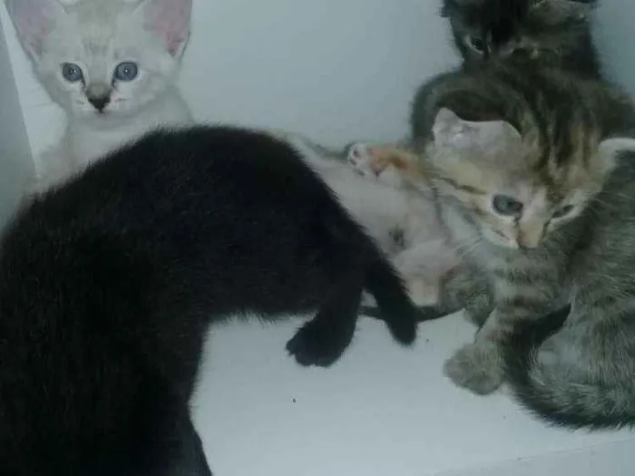 Gato ra a  idade Abaixo de 2 meses nome Adotados
