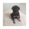 Pingo