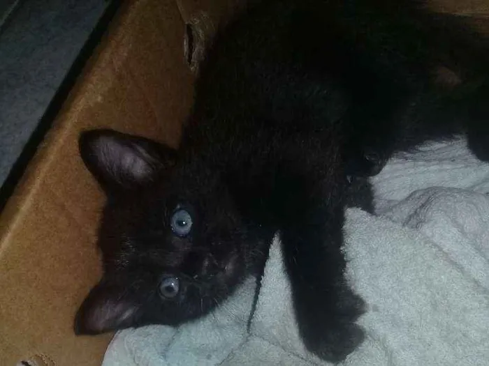 Gato ra a  idade Abaixo de 2 meses nome Adotados