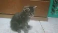 Adotados