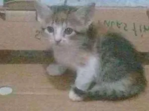 Gato raça  idade Abaixo de 2 meses nome Ainda não possuem no