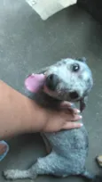 Luigi