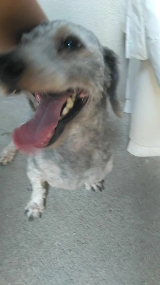 Cachorro ra a Poodle idade 2 anos nome Luigi 