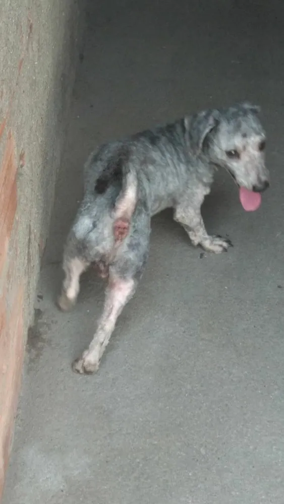 Cachorro ra a Poodle idade 2 anos nome Luigi 