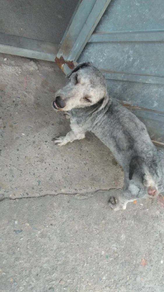 Cachorro ra a Poodle idade 2 anos nome Luigi 