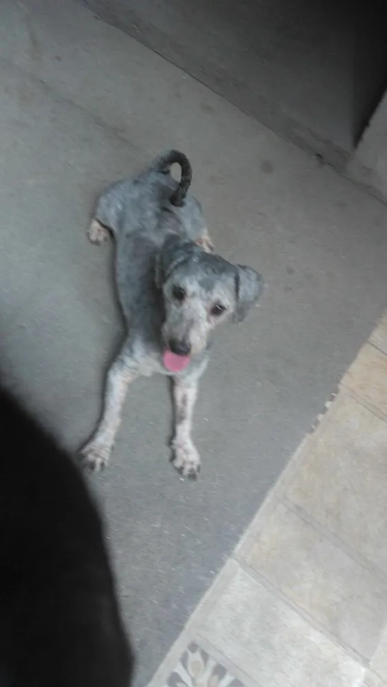 Cachorro ra a Poodle idade 2 anos nome Luigi 