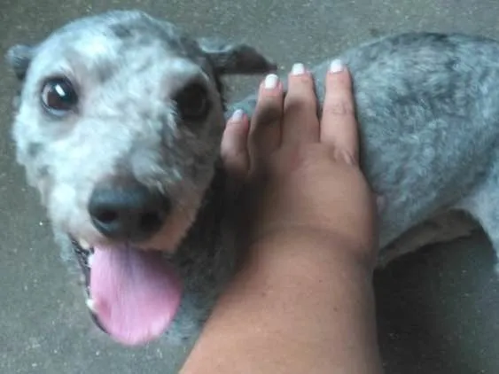 Cachorro ra a Poodle idade 2 anos nome Luigi 