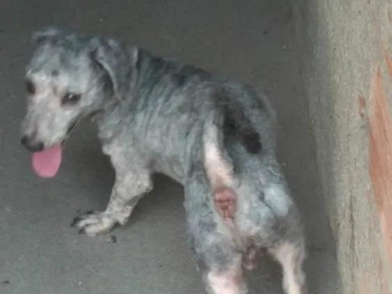 Cachorro ra a Poodle idade 2 anos nome Luigi 