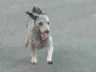 Cachorro ra a Poodle idade 2 anos nome Luigi 