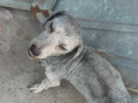 Cachorro ra a Poodle idade 2 anos nome Luigi 