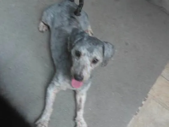 Cachorro ra a Poodle idade 2 anos nome Luigi 