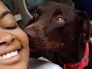 Cachorro ra a Mestiço idade 2 anos nome Princesa