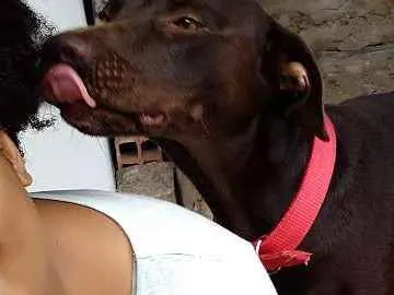 Cachorro ra a Mestiço idade 2 anos nome Princesa