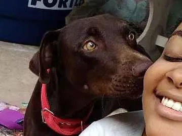 Cachorro ra a Mestiço idade 2 anos nome Princesa