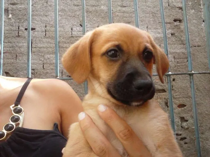 Cachorro ra a SRD  idade 2 a 6 meses nome Filhote( Marlon )
