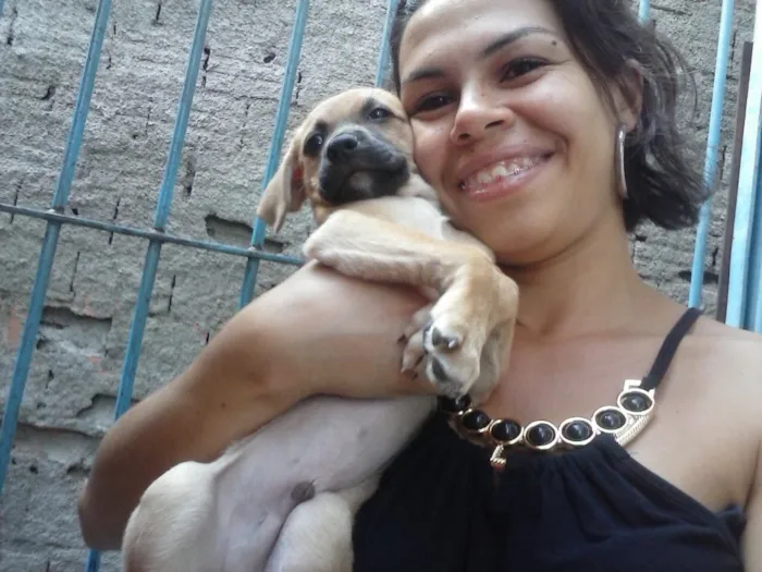 Cachorro ra a SRD  idade 2 a 6 meses nome Filhote( Marlon )