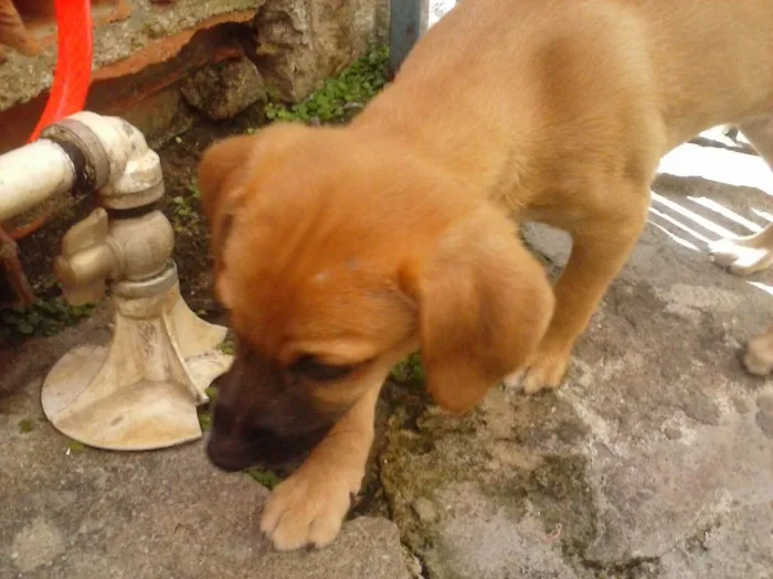 Cachorro ra a SRD  idade 2 a 6 meses nome Filhote( Marlon )