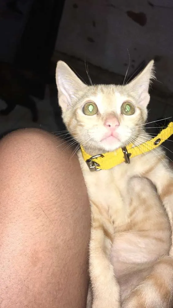Gato raça Srd idade 2 a 6 meses nome Azulao