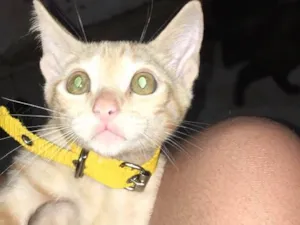 Gato raça Srd idade 2 a 6 meses nome Azulao