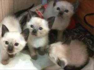 Gato raça Siamês idade Abaixo de 2 meses nome Filhotes