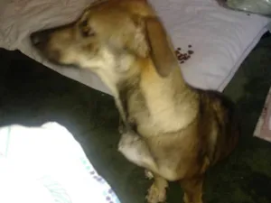 Cachorro raça Indefinida idade 2 a 6 meses nome Não tem