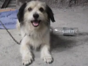 Cachorro raça Poodle ( mestiço) idade 2 anos nome Bummer 