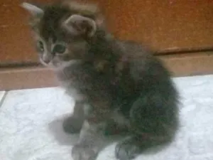 Gato raça  idade Abaixo de 2 meses nome Ainda estão sem nome