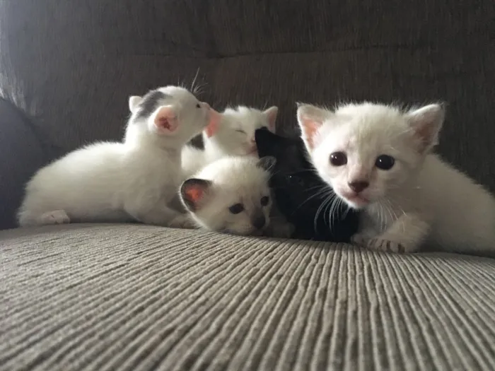 Gato ra a SRD idade Abaixo de 2 meses nome Fofinho